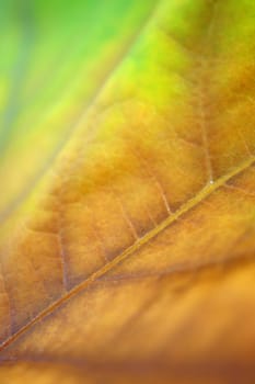 Beautiful leaves in autumn