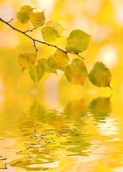 Beautiful golden leaves in autumn