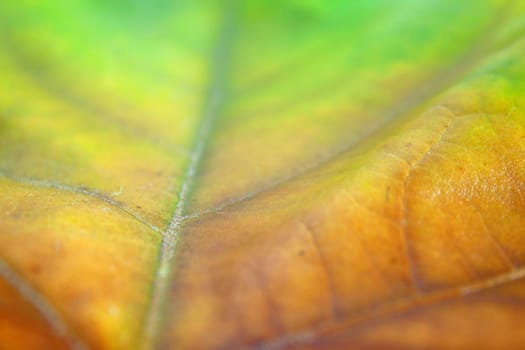 Beautiful leaves in autumn