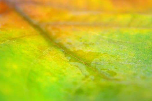 Beautiful leaves in autumn