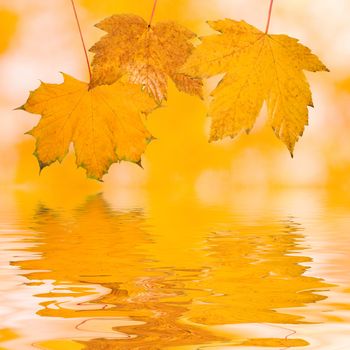 Beautiful golden leaves in autumn