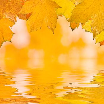 Beautiful golden leaves in autumn