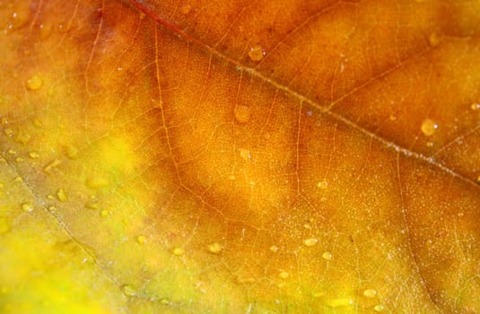 Beautiful leaves in autumn