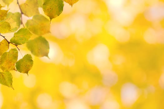 Beautiful leaves in autumn