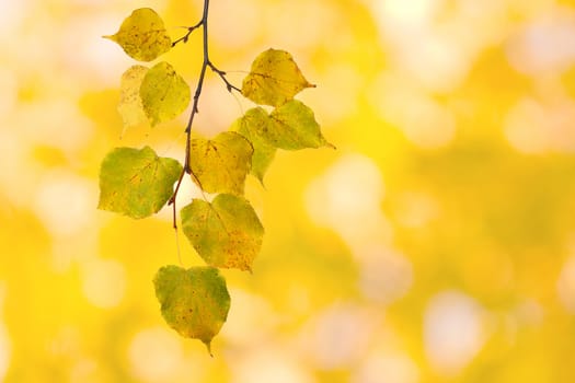 Beautiful leaves in autumn