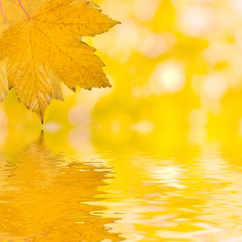 Beautiful golden leaves in autumn