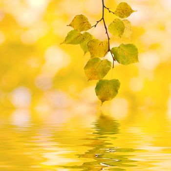 Beautiful golden leaves in autumn