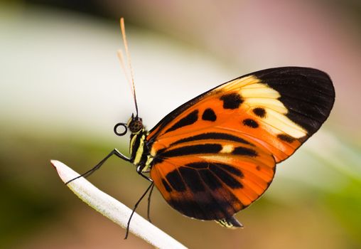 Heliconius Numata Aurora is a  beautiful  tropical butterfly