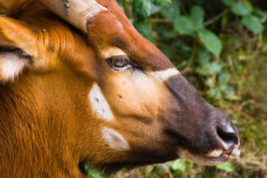 Head of a Bongo antelope with white marks