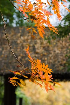 Chinese garden in autumn with entrance and colorful leaves