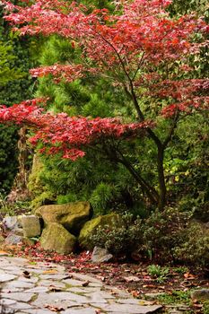 Chinese garden in autumn with flagstones path and red colored tree