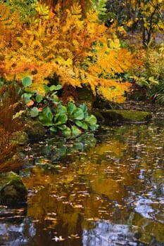 Chinese garden in autumn with fern and reflection in pond