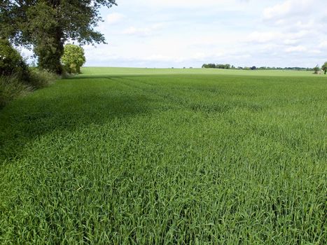 Spring summer green field with blue sky landscape backround