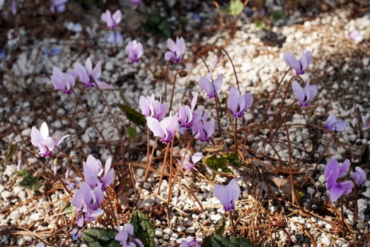 Cyclamen hederifolium (cyclamen linearifolium), grows in Switzerland, in Europe (Switzerland, from France to Bulgaria), Turkey, Corsica, Crete