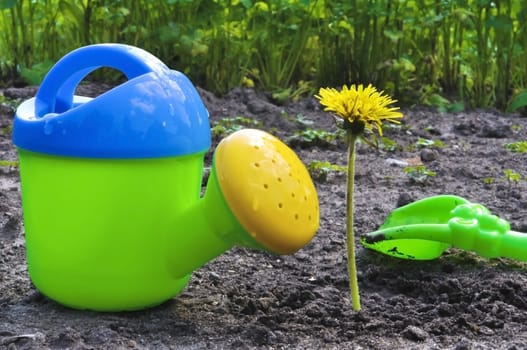 Flower and children's green watering can on a bed
