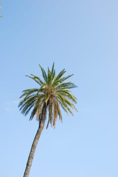 photo of a single palm tree (sky background)