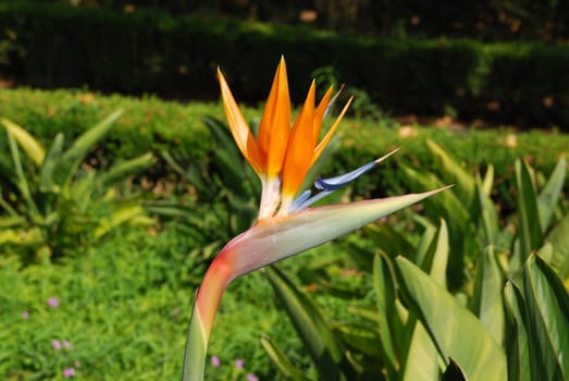 close up photo of a bird of paradise flower
