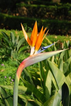 close up photo of a bird of paradise flower