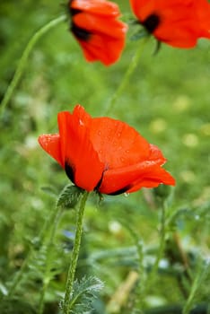 Red colorful poppy after the rain, green background