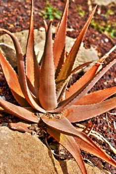 Aloe vera on the background of dry soil