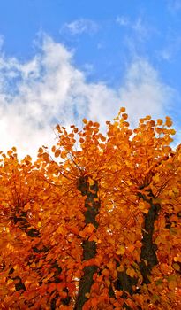 Golden trees on background of blue sky