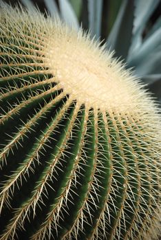 Golden Barrel Cactus - Echinocactus grusonii Cactaceae macro