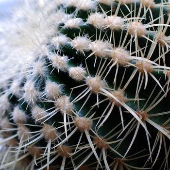 Golden Barrel Cactus - Echinocactus grusonii Cactaceae macro