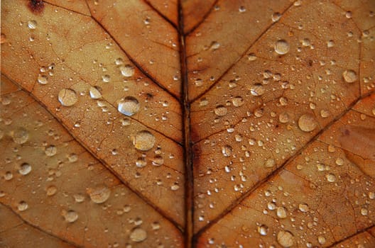 Braun maple leaf with drops of rain, macro
