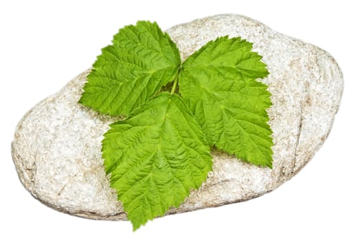 stone with leaf