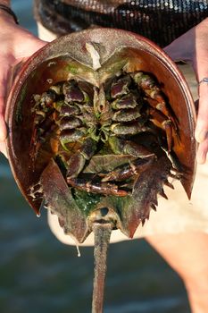 The under belly of a horseshoe crab revealing the legs and inner parts of the animal.