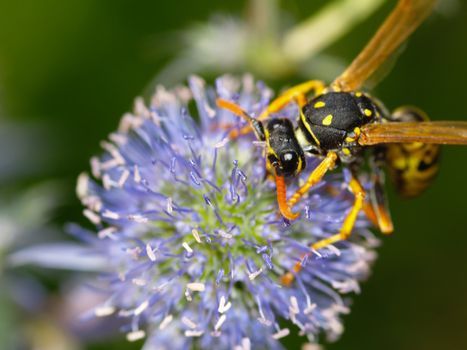 wasp on a thistles blossom