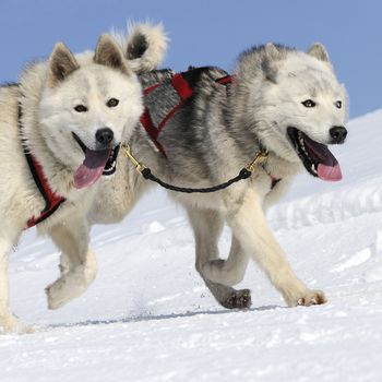 sportive dog team is running in the snow