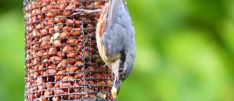 Nuthatch 