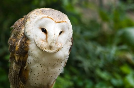 Portrait of Barn owl or Church owl sitting and watching - horizontal image