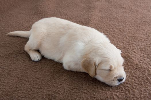 sleeping puppy of golden retriever