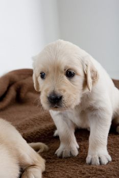 puppy of golden retriever