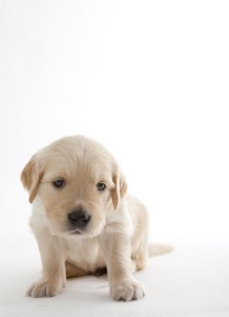 puppy of golden retriever