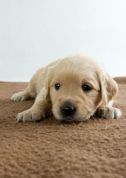 puppy of golden retriever