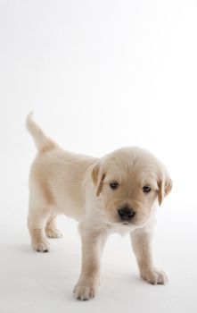 puppy of golden retriever