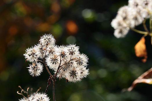 White paints of autumn. It is removed macro in a sunny day.