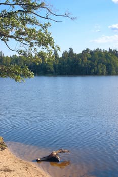 The river against the sky and wood with river sand and a snag in the foreground