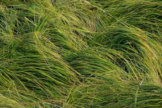 Green long grass for use as a background