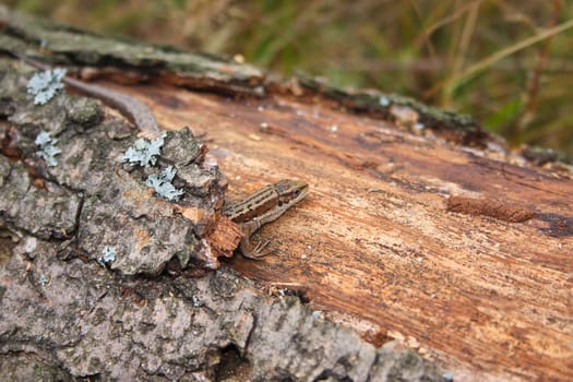 Lizard on the log which has grown with a moss removed close up