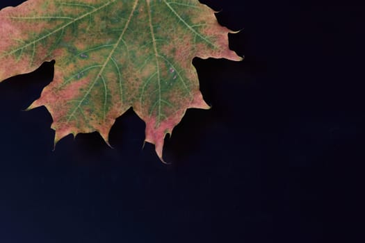 Autumn maple leaf on a black background located in the left top corner and removed close up