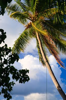 coconut trees couple on blue sky in paradiese