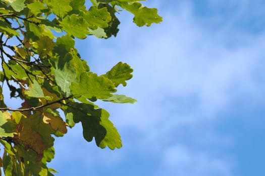 Oak leaves against the blue sky removed close up