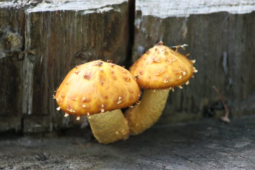 Two mushrooms on the foozle removed close up