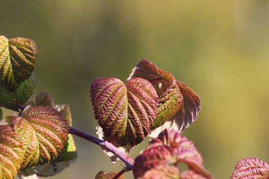 Branch of a raspberry with autumn leaves removed close up