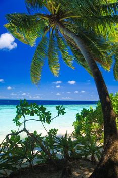 Tropical Paradise at Maldives with palms and blue sky