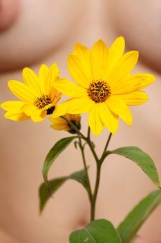 Yellow flower against a female body removed close up